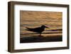 Black Skimmer (Rynchops nigra) adult silhouette, on beach at sunset, Florida, USA-Malcolm Schuyl-Framed Photographic Print