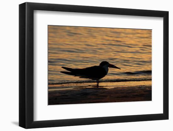 Black Skimmer (Rynchops nigra) adult silhouette, on beach at sunset, Florida, USA-Malcolm Schuyl-Framed Photographic Print