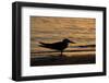 Black Skimmer (Rynchops nigra) adult silhouette, on beach at sunset, Florida, USA-Malcolm Schuyl-Framed Photographic Print