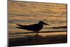 Black Skimmer (Rynchops nigra) adult silhouette, on beach at sunset, Florida, USA-Malcolm Schuyl-Mounted Photographic Print