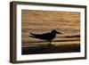 Black Skimmer (Rynchops nigra) adult silhouette, on beach at sunset, Florida, USA-Malcolm Schuyl-Framed Photographic Print