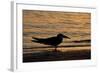 Black Skimmer (Rynchops nigra) adult silhouette, on beach at sunset, Florida, USA-Malcolm Schuyl-Framed Photographic Print