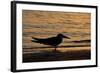 Black Skimmer (Rynchops nigra) adult silhouette, on beach at sunset, Florida, USA-Malcolm Schuyl-Framed Photographic Print