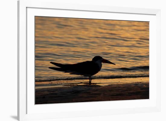 Black Skimmer (Rynchops nigra) adult silhouette, on beach at sunset, Florida, USA-Malcolm Schuyl-Framed Photographic Print