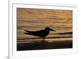 Black Skimmer (Rynchops nigra) adult silhouette, on beach at sunset, Florida, USA-Malcolm Schuyl-Framed Photographic Print