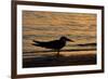 Black Skimmer (Rynchops nigra) adult silhouette, on beach at sunset, Florida, USA-Malcolm Schuyl-Framed Photographic Print