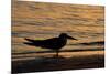 Black Skimmer (Rynchops nigra) adult silhouette, on beach at sunset, Florida, USA-Malcolm Schuyl-Mounted Photographic Print