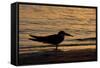 Black Skimmer (Rynchops nigra) adult silhouette, on beach at sunset, Florida, USA-Malcolm Schuyl-Framed Stretched Canvas