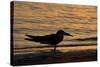 Black Skimmer (Rynchops nigra) adult silhouette, on beach at sunset, Florida, USA-Malcolm Schuyl-Stretched Canvas