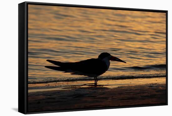 Black Skimmer (Rynchops nigra) adult silhouette, on beach at sunset, Florida, USA-Malcolm Schuyl-Framed Stretched Canvas