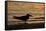 Black Skimmer (Rynchops nigra) adult silhouette, on beach at sunset, Florida, USA-Malcolm Schuyl-Framed Stretched Canvas