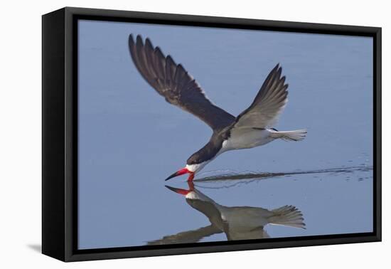 Black Skimmer Skimming-Hal Beral-Framed Stretched Canvas