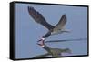 Black Skimmer Skimming-Hal Beral-Framed Stretched Canvas