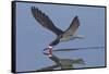 Black Skimmer Skimming-Hal Beral-Framed Stretched Canvas