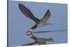 Black Skimmer Skimming-Hal Beral-Stretched Canvas