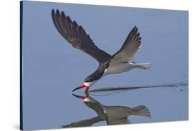 Black Skimmer Skimming-Hal Beral-Stretched Canvas