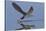 Black Skimmer Skimming-Hal Beral-Stretched Canvas
