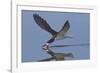 Black Skimmer Skimming-Hal Beral-Framed Photographic Print