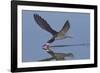 Black Skimmer Skimming-Hal Beral-Framed Photographic Print