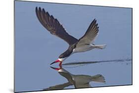 Black Skimmer Skimming-Hal Beral-Mounted Photographic Print