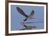 Black Skimmer Skimming-Hal Beral-Framed Photographic Print