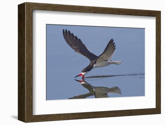 Black Skimmer Skimming-Hal Beral-Framed Photographic Print