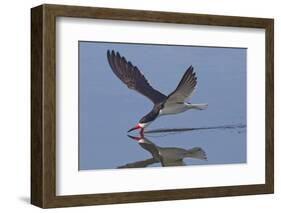 Black Skimmer Skimming-Hal Beral-Framed Photographic Print