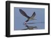 Black Skimmer Skimming-Hal Beral-Framed Photographic Print