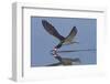 Black Skimmer Skimming-Hal Beral-Framed Photographic Print