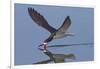 Black Skimmer Skimming-Hal Beral-Framed Photographic Print
