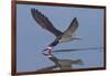 Black Skimmer Skimming-Hal Beral-Framed Photographic Print