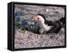 Black Skimmer, Texas, USA-Dee Ann Pederson-Framed Stretched Canvas