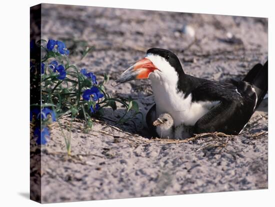 Black Skimmer, Texas, USA-Dee Ann Pederson-Stretched Canvas