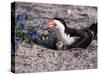 Black Skimmer, Texas, USA-Dee Ann Pederson-Stretched Canvas