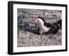 Black Skimmer, Texas, USA-Dee Ann Pederson-Framed Photographic Print