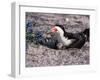 Black Skimmer, Texas, USA-Dee Ann Pederson-Framed Photographic Print