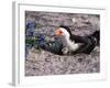 Black Skimmer, Texas, USA-Dee Ann Pederson-Framed Photographic Print