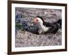 Black Skimmer, Texas, USA-Dee Ann Pederson-Framed Photographic Print