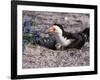 Black Skimmer, Texas, USA-Dee Ann Pederson-Framed Photographic Print