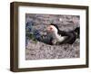 Black Skimmer, Texas, USA-Dee Ann Pederson-Framed Photographic Print