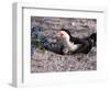 Black Skimmer, Texas, USA-Dee Ann Pederson-Framed Photographic Print