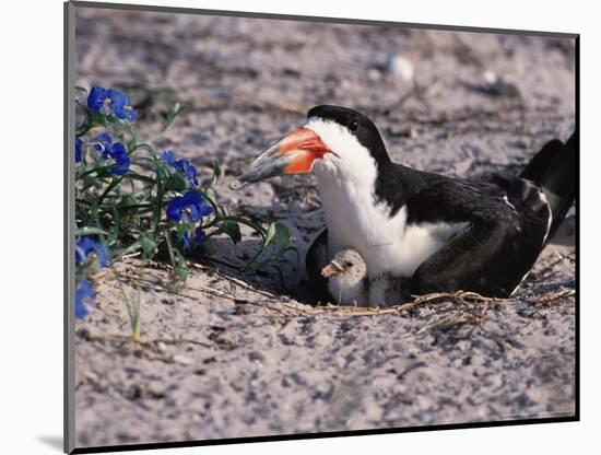 Black Skimmer, Texas, USA-Dee Ann Pederson-Mounted Photographic Print