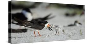 Black Skimmer with Food for Chick, Gulf of Mexico, Florida-Maresa Pryor-Stretched Canvas