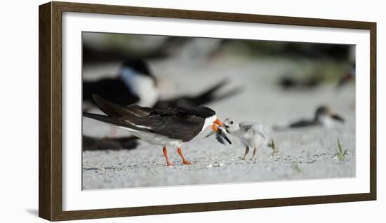 Black Skimmer with Food for Chick, Gulf of Mexico, Florida-Maresa Pryor-Framed Photographic Print