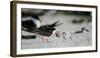 Black Skimmer with Food for Chick, Gulf of Mexico, Florida-Maresa Pryor-Framed Photographic Print