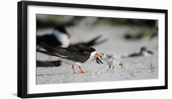 Black Skimmer with Food for Chick, Gulf of Mexico, Florida-Maresa Pryor-Framed Photographic Print