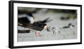 Black Skimmer with Food for Chick, Gulf of Mexico, Florida-Maresa Pryor-Framed Photographic Print