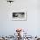 Black Skimmer with Food for Chick, Gulf of Mexico, Florida-Maresa Pryor-Framed Photographic Print displayed on a wall