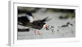 Black Skimmer with Food for Chick, Gulf of Mexico, Florida-Maresa Pryor-Framed Photographic Print