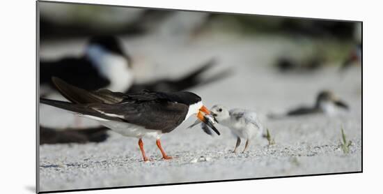 Black Skimmer with Food for Chick, Gulf of Mexico, Florida-Maresa Pryor-Mounted Photographic Print